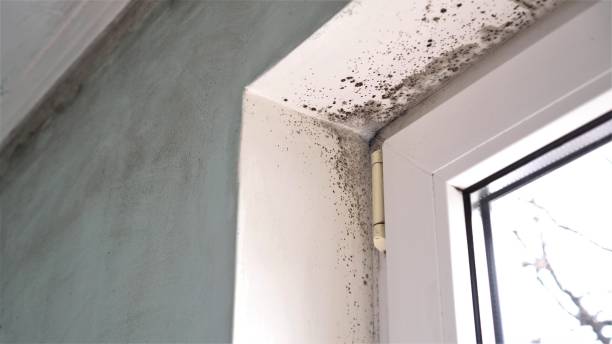 Mold Remediation for Rental Properties in Altadena, CA
