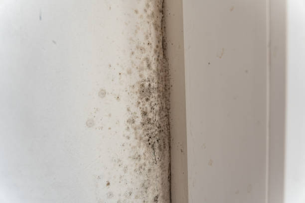 Altadena, CA Mold Removal Company