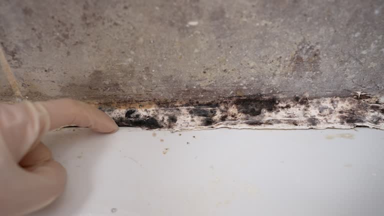 Mold Remediation for Vacation Homes in Altadena, CA